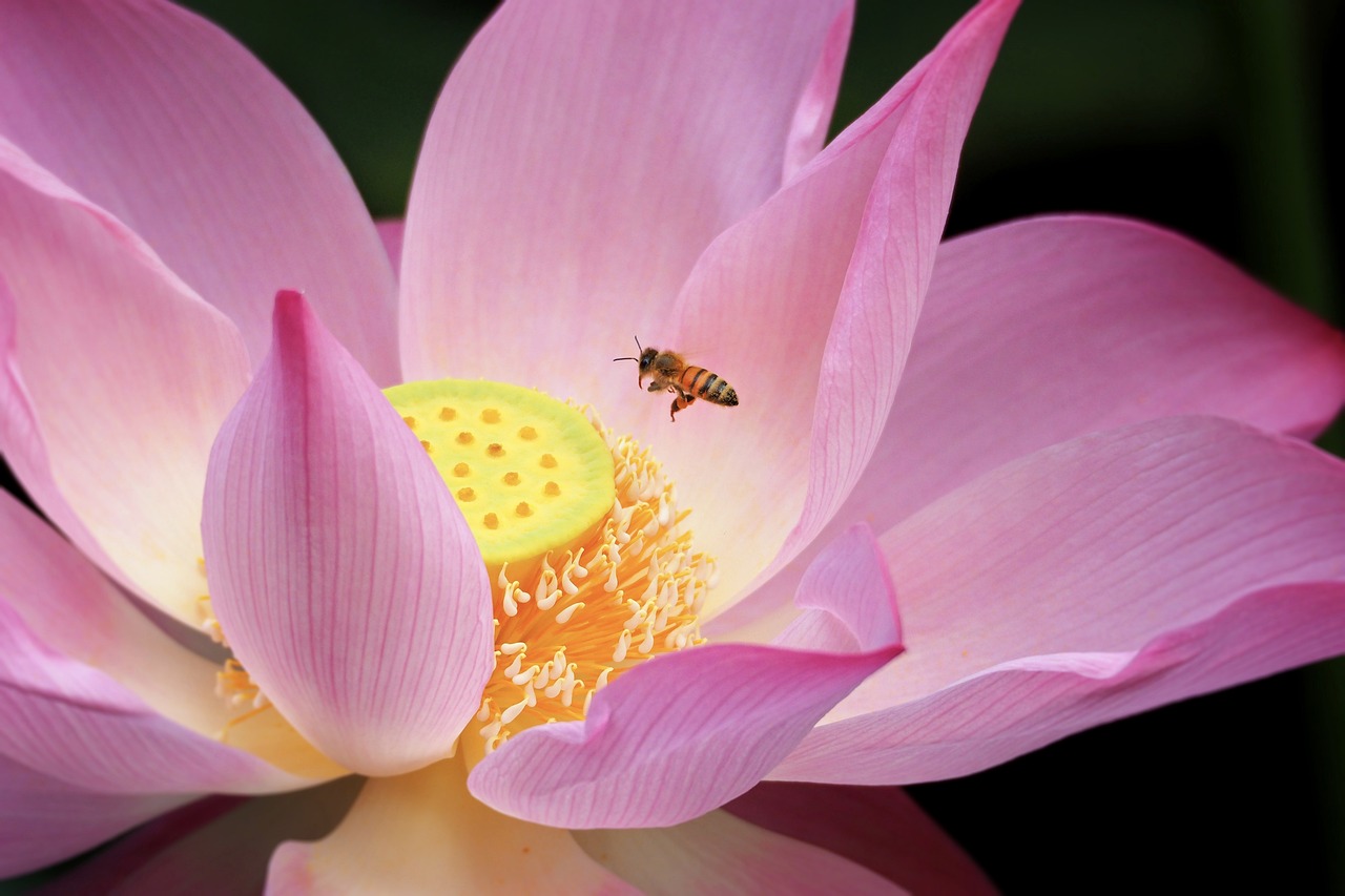 探索花艺之美，最新插花图片欣赏