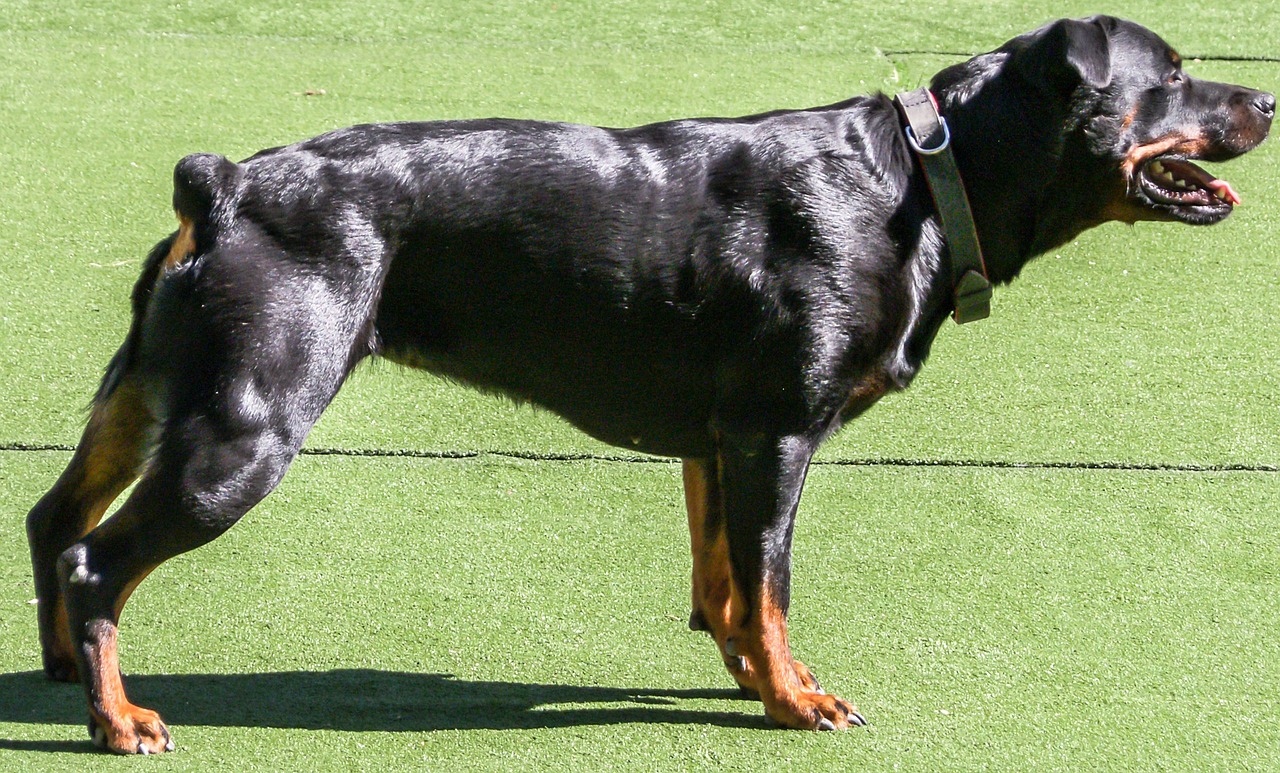 警花与警犬，铁血女警与忠诚犬的动人故事