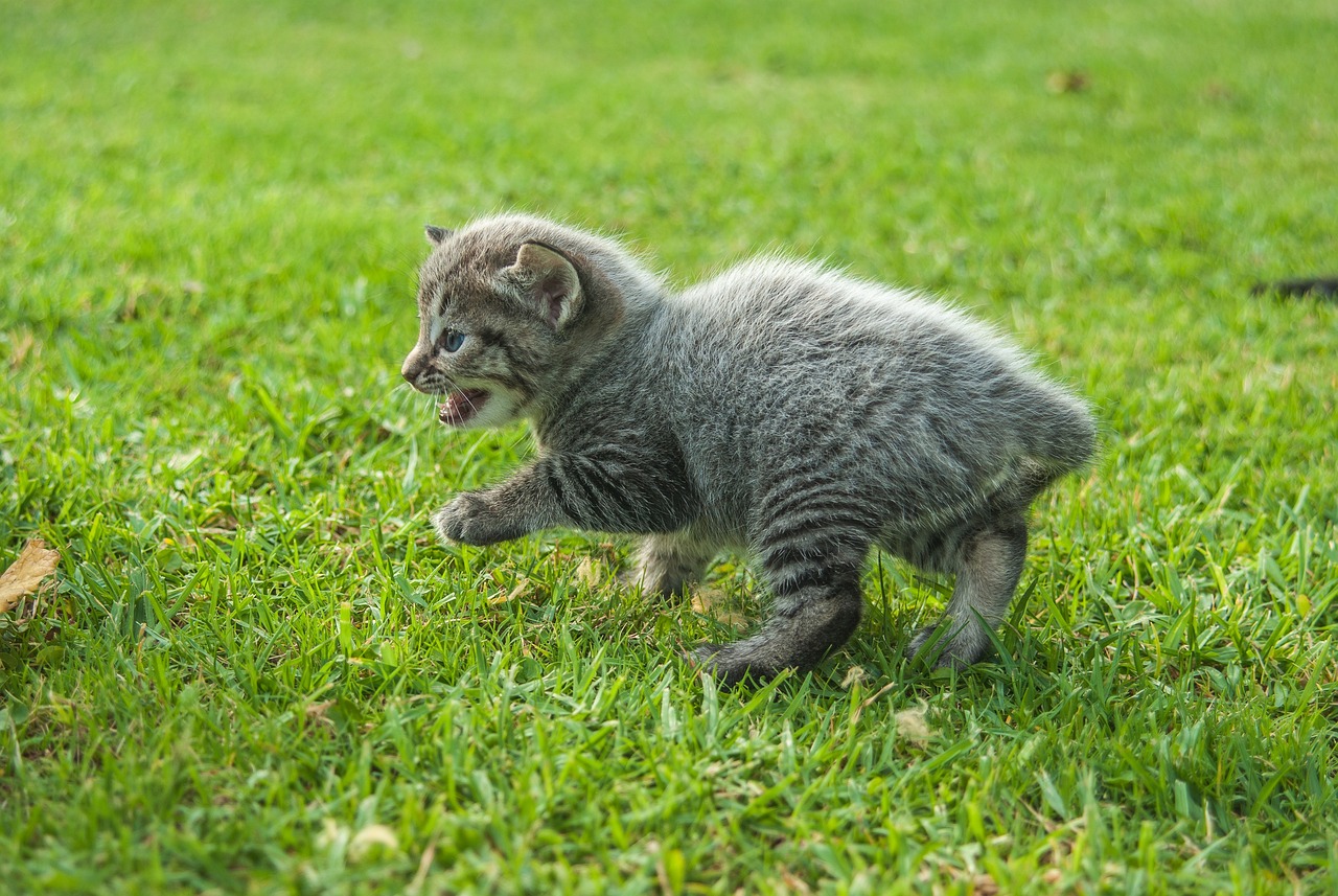 最新稀有猫款探索，揭开神秘面纱，一览独特猫种风采